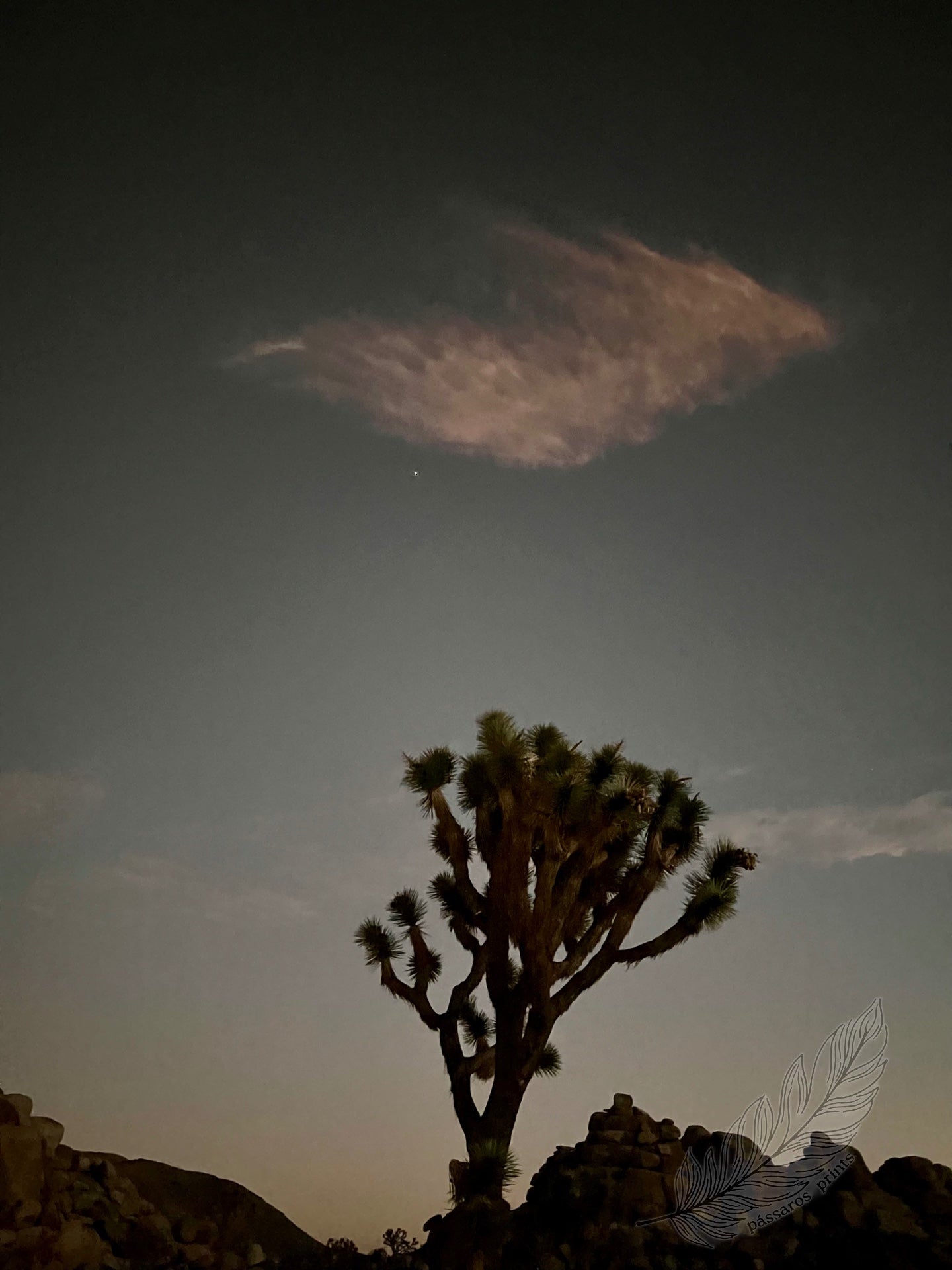 joshua tree, ca (2022)