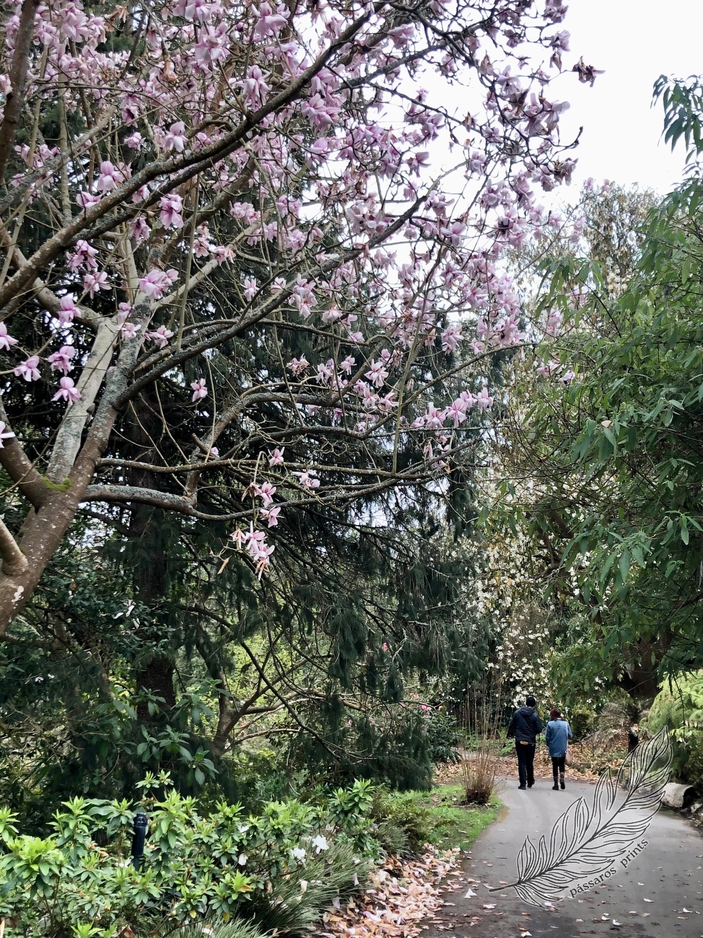 san francisco, ca (2020)