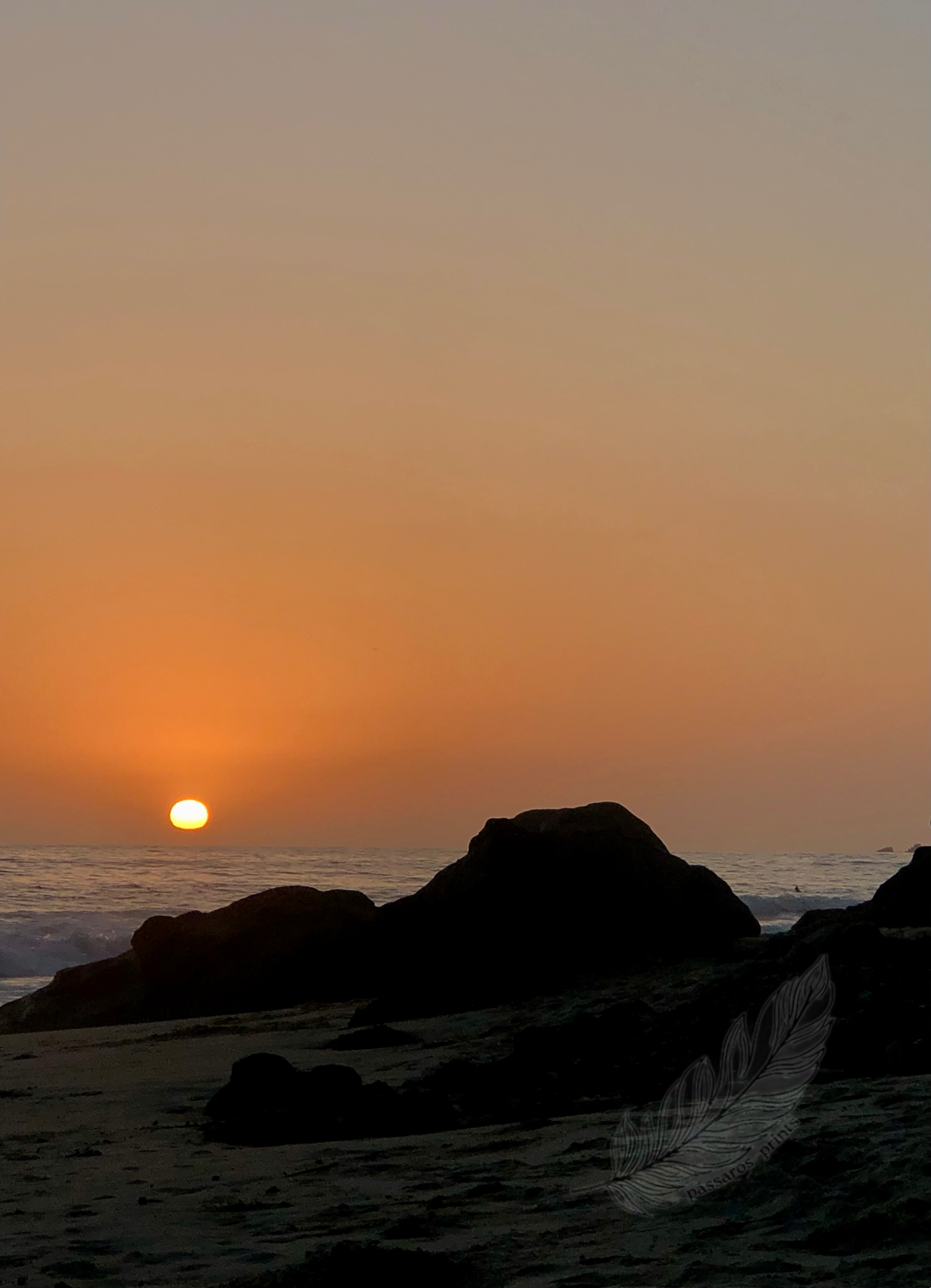 woods cove, ca (2021)